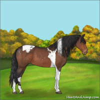 Horse Color:Brown Tobiano Appaloosa