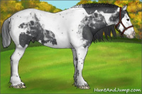 Horse Color:Blue Roan Splash Tobiano Rabicano 