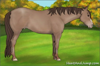 Horse Color:Classic Champagne 