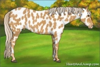 Horse Color:Palomino Near Leopard 