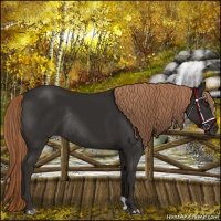 Horse Color:Liver Chestnut Rabicano