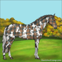 Horse Color:Plaid  White Spotted Silver Brown 