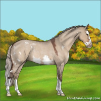 Horse Color:White Spotted Silver Brown Roan Dun Splash Frame Rabicano 