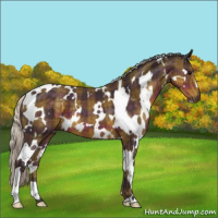 Horse Color:Plaid  White Spotted Silver Smoky Black 