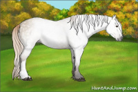 Horse Color:Gray Liver Red Dun Rabicano 