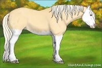 Horse Color:Palomino Dun Splash 
