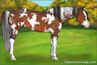 Horse Color:White Spotted Buckskin Splash 