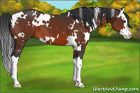 Horse Color:White Spotted Brown Splash 