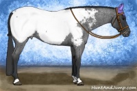 Horse Color:Blue Roan Appaloosa 