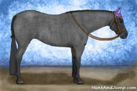 Horse Color:Blue Roan 