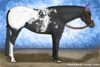 Horse Color:Black Appaloosa