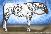 Horse Color:Black Tobiano Near Leopard 