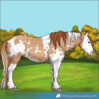 Horse Color:White Spotted Red Dun Splash
