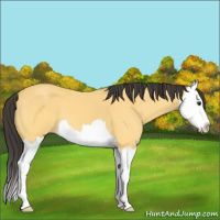Horse Color:Buckskin Splash