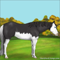 Horse Color:Smoky Black Splash 