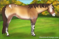 Horse Color:Buckskin Onyx Appaloosa 