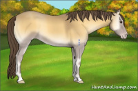 Horse Color:Classic Cream Champagne Onyx 
