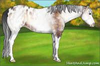 Horse Color:White Spotted Brown Onyx Splash Appaloosa