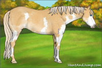 Horse Color:Palomino Splash