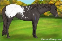 Horse Color:Smoky Black Appaloosa 