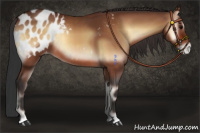 Horse Color:Bay Onyx Appaloosa