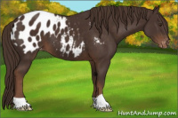 Horse Color:Liver Chestnut Appaloosa 