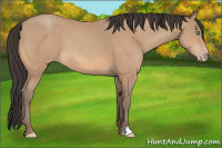 Horse Color:Amber Champagne 