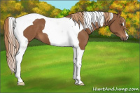 Horse Color:Chestnut Tobiano