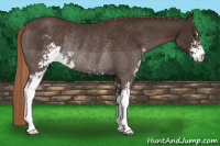 Horse Color:Liver Chestnut Sabino Rabicano 