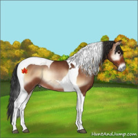 Horse Color:Bay Onyx Tobiano Rabicano