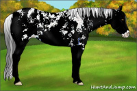 Horse Color:Brown Sabino Splash Near Leopard
