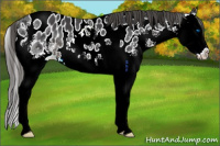 Horse Color:Black Splash Near Leopard 