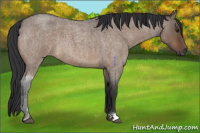 Horse Color:Brown Roan Dun 
