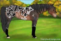 Horse Color:Brown Mushroom Appaloosa 