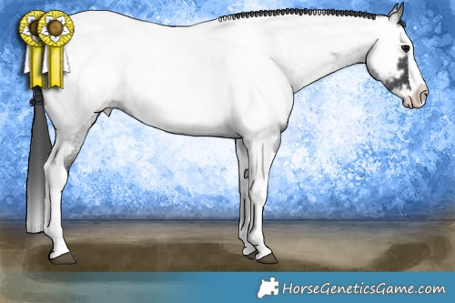 Horse Color:Blue Roan Splash Tobiano Appaloosa 