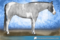Horse Color:Blue Roan Splash Tobiano 