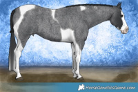 Horse Color:Blue Roan Splash Tobiano 