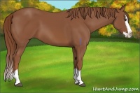 Horse Color:Chestnut Sabino Splash 