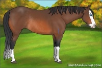Horse Color:Bay Splash Rabicano 