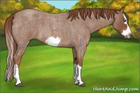 Horse Color:Red Roan Splash Frame 