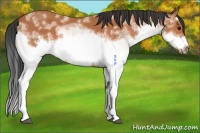 Horse Color:White Spotted Bay Splash Frame 