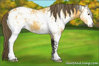 Horse Color:White Spotted Buckskin Appaloosa 
