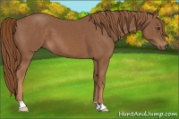 Horse Color:Chestnut 