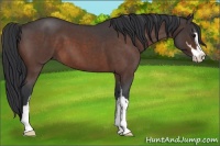 Horse Color:Bay Roan Sabino