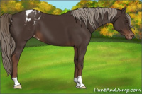 Horse Color:Liver Chestnut Appaloosa