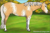 Horse Color:White Spotted Silver Buckskin Sabino Appaloosa 