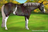 Horse Color:White Spotted Midnight Silver Bay Onyx