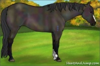 Horse Color:Midnight Bay Dun 