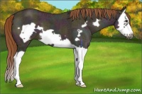 Horse Color:Midnight Red Dun Ice Splash Frame 