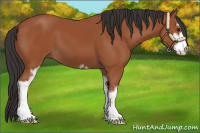 Horse Color:Brown Sabino